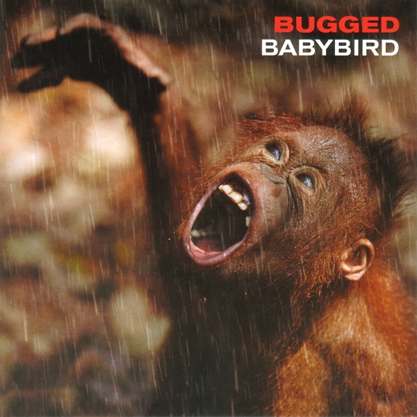 Babybird Bugged